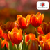 Tulpenzwiebeln Dafeng – 20 Stück | KH Bloembollen® | Orange Tulpe – Großblütig & Elegant – Für Garten oder Topf – Größe 11/12 – Frisch vom Züchter! Bild 3