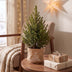 2x Picea glauca Conica - Zuckerhutfichte - Grün - Weihnachtsbaum - inkl. Jutesack - Ø17cm - ↕65cm Bild 3
