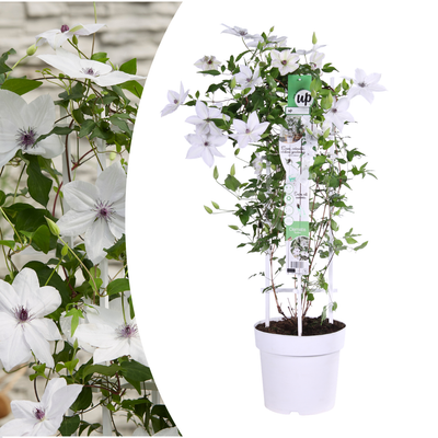 Clematis Garland Tsukiko Kletterpflanze, weißblühend, 23cm Topf