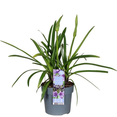 Agapanthus 'Poppin Purple' im 19cm Topf - Lila Blütenpracht