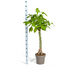 Pachira Aquatica Ø27cm - ↕130 - 150cm Bild 2