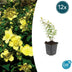12x Hypericum 'Hidcote' - ↕10-25cm - Ø9cm Bild 1