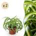 Green boutiQ – Zimmerpflanze – Grünlilie 'Bonnie' – Krause Grünlilie – Haustierfreundlich – Panaschiert – 2 Pflanzen – Topf 12 cm – Höhe 20–25 cm Bild 1