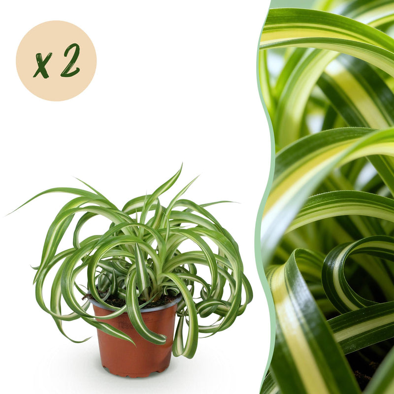Green boutiQ – Zimmerpflanze – Grünlilie 'Bonnie' – Krause Grünlilie – Haustierfreundlich – Panaschiert – 2 Pflanzen – Topf 12 cm – Höhe 20–25 cm