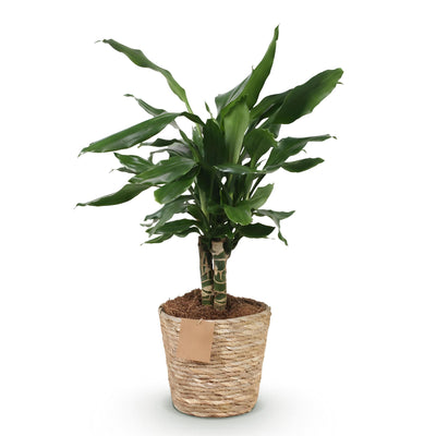 Dracaena fragrans Steudneri im Korb - pflegeleichte Grünpflanze
