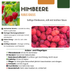 6 x Bio-Himbeerpflanzen – Ø 13 cm – ↨ 20 cm Bild 6