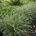 Carex morrowii 'Ice Dance' Bodendecker - 60x, 10-25cm Bild 5