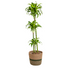 Dracaena Deremensis Dorado mit Korb, 120-140cm Bild 1