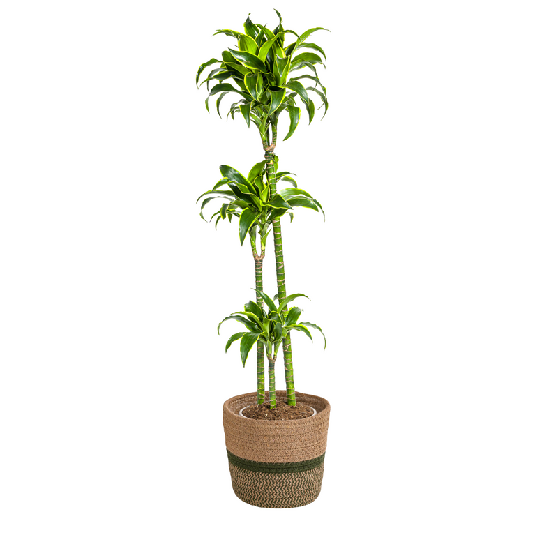 Dracaena Deremensis Dorado mit Korb, 120-140cm