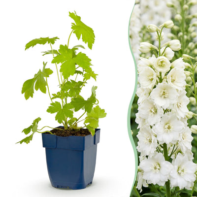 Green boutiQ - Perennial - Delphinium (P) Galahad - Larkspur - Bee and Butterfly Attractors - White - 3 Plants - Pot 11cm - Height 15-25cm