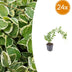 24x Vinca major 'Variegata' - Bunte Kriechpflanze 10-25cm Bild 1