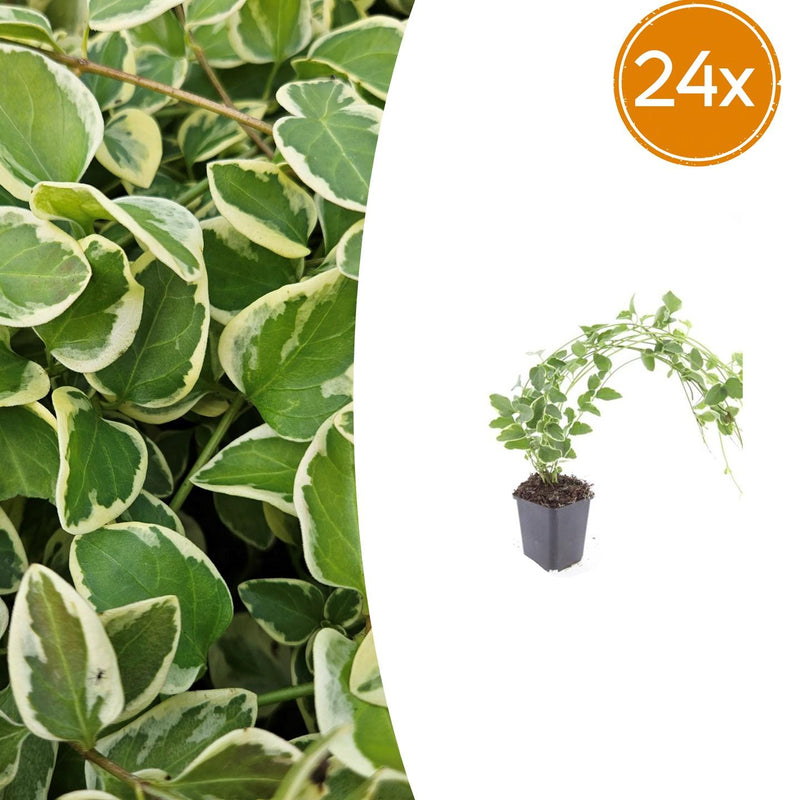 24x Vinca major 'Variegata' - Bunte Kriechpflanze 10-25cm