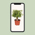 Ficus Benjamina Kinky – 12cm Topf, 28cm hoch Bild 5