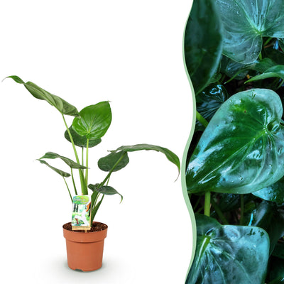 Green boutiQ - Zimmerpflanzen - Alocasia Cucullata - Buddhas Hand - Wenig Pflege - Grün - 1 Pflanze - Topf 17cm - Höhe 60-65cm