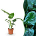 Green boutiQ - Zimmerpflanzen - Alocasia Cucullata - Buddhas Hand - Wenig Pflege - Grün - 1 Pflanze - Topf 17cm - Höhe 60-65cm Bild 1