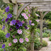 12x Clematis Duo Purple & Pink - Waldrebe Duo Purple & Pink - Lila - Rosa - Weiß - Kletterpflanze - Ø9cm - ↕35cm Bild 4