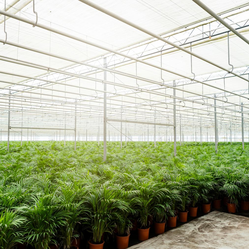 Areca-Palme - Ø21cm - ↕100cm