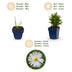 Green boutiQ - Perennial - Aster (D) Schneekissen - Sea Aster - Bee and Butterfly Attractors - White - 24 Plants - Pot 11cm - Height 15-25cm Bild 3