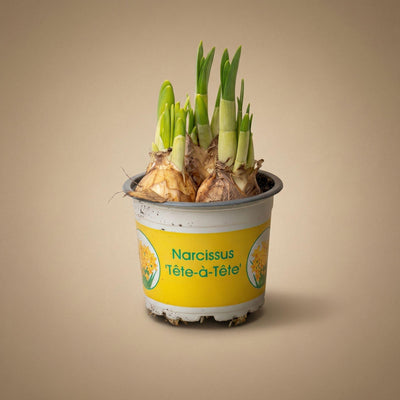 Narzisse 'Tête-à-Tête' im 9cm Topf, 15-20cm hoch