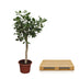 Ficus Benghalensis Tree - 200 cm high, ø50 pot Bild 4