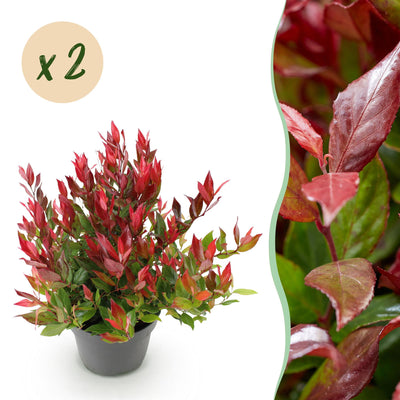 GreenboutiQ - Garden Plant - Leucothoe Little Flame - Red - 2 Plants - Evergreen - Easy to Care For - Pot 17cm Height 45cm
