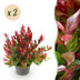 GreenboutiQ - Gartenpflanze - Leucothoe Little Flame - Rot - 2 Pflanzen - Immergrün - Pflegeleicht - Topf 17cm Höhe 45cm Bild 1