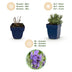 Green boutiQ - Stauden - Lavandula ang. Dwarf Blue - Lavendel - Duftend - Violett - 12 Pflanzen - Topf 11cm - Höhe 15-25cm Bild 4