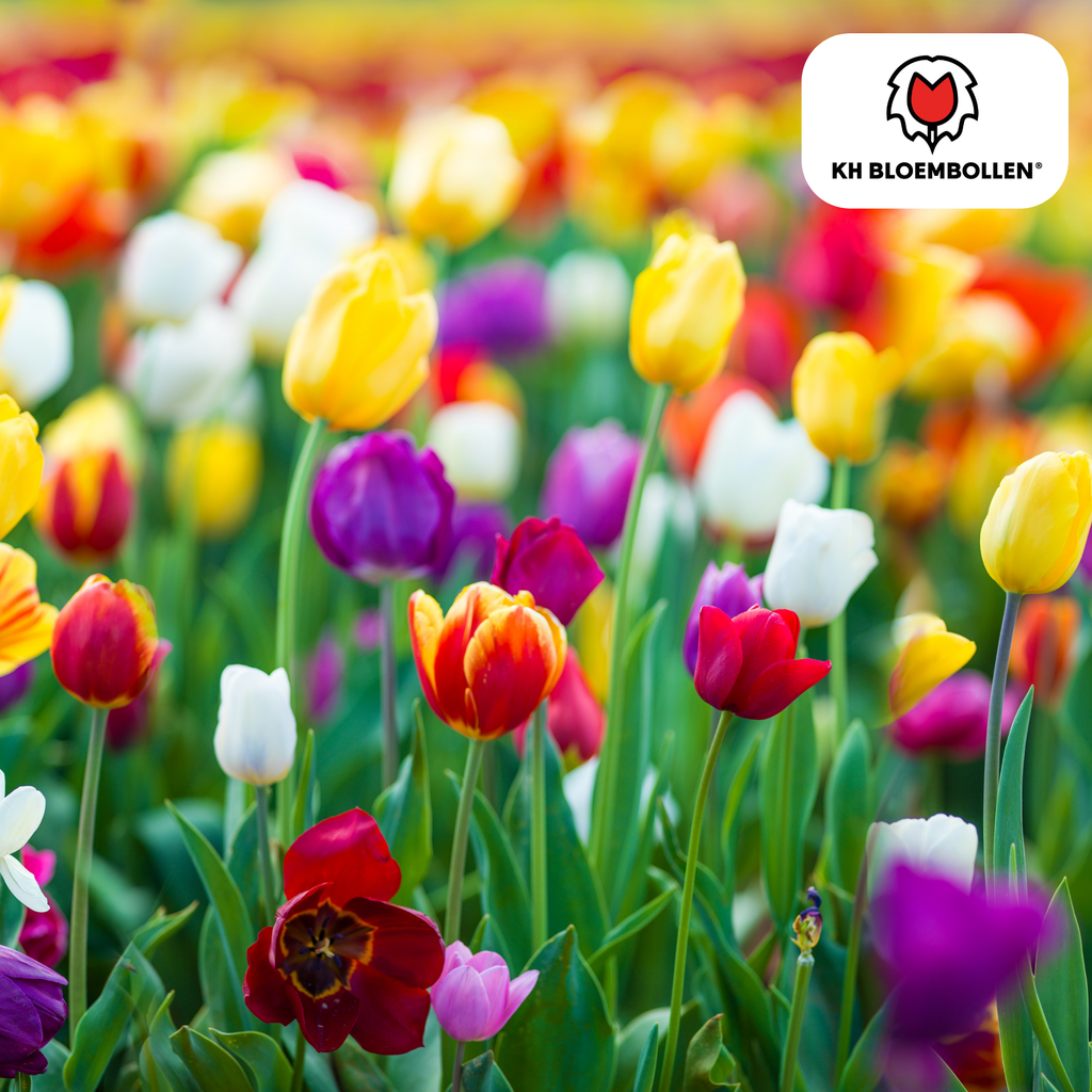 Tulpenbollen Mix – 20 Stuks | KH Bloembollen® | Kleurrijke Tulpenmix – Perfect voor Tuin of Pot – Maat 11/12 – Vers van de Teler