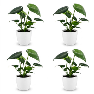 Green boutiQ - Monstera Deliciosa - Fensterblatt - 4 Pflanzen - mit Weißem Topf - Topf 12cm - Höhe - 30cm