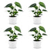 Green boutiQ - Monstera Deliciosa - Fensterblatt - 4 Pflanzen - mit Weißem Topf - Topf 12cm - Höhe - 30cm Bild 2