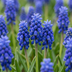 400x Muscari Armeniacum 'Blau' - Traubenhyazinthe (Zwiebelgr. 8/9) Bild 1