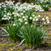 GreenboutiQ - Flower bulbs - Leucojum Aestivum - Bulbs Hardy Perennial - Color White - 20 pieces - Bulb size 8/9 - XXL Pack Bild 3