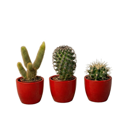 Kakteen Set 3er mit rotem Mini-Topf – Gemischte, lebende Pflanzen