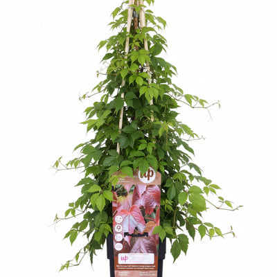 Parthenocissus 'Veitch Boskoop' Kletterpflanze - Ø15cm, 65cm hoch