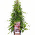 Parthenocissus 'Veitch Boskoop' Kletterpflanze - Ø15cm, 65cm hoch Bild 2