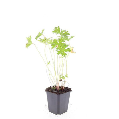 48x Storchschnabel 'Johnson's Blue' - 10-25cm Topfgröße 9cm
