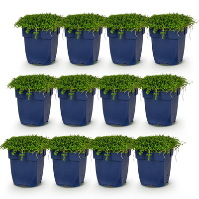 Green boutiQ - Stauden - Isotoma fluviatilis - Sternblume - Steingartenpflanzen - Hellblau - 1 Pflanze - Topf 11cm - Höhe 15-25cm