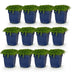 Green boutiQ - Perennials - Isotoma fluviatilis - Blue Star Creeper - Rock Garden Plants - Light Blue - 1 Plant - 11cm Pot - Height 15-25cm Bild 2