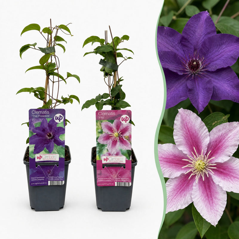 6x Clematis Duo Purple & Pink - Waldrebe Duo Lila & Rosa - Lila - Rosa - Weiß - Kletterpflanze - Ø9cm - ↕35cm
