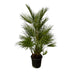 Chamaerops Humilis Zwergpalme, 130 cm, Ø24cm Bild 1