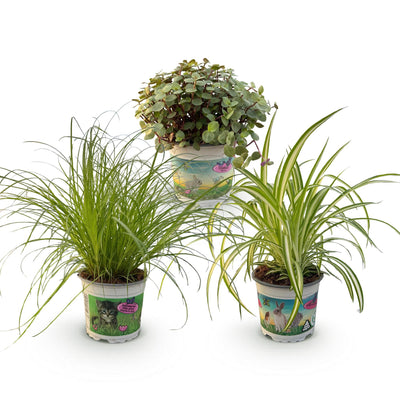 Green boutiQ - 3er-Set Zimmerpflanzen Mix: Cyperus, Calissia, Chlorophytum