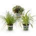 Green boutiQ - 3er-Set Zimmerpflanzen Mix: Cyperus, Calissia, Chlorophytum Bild 2