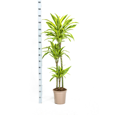 Dracaena Deremensis Lemon Lime - Ø24cm, 130-150cm hoch