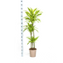 Dracaena Deremensis Lemon Lime - Ø24cm, 130-150cm hoch Bild 2