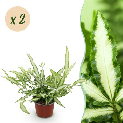 Green boutiQ Pteris cretica Albolineata (Streifenfarn) - 2 Pflanzen
