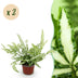 Green boutiQ Pteris cretica Albolineata (Streifenfarn) - 2 Pflanzen Bild 1