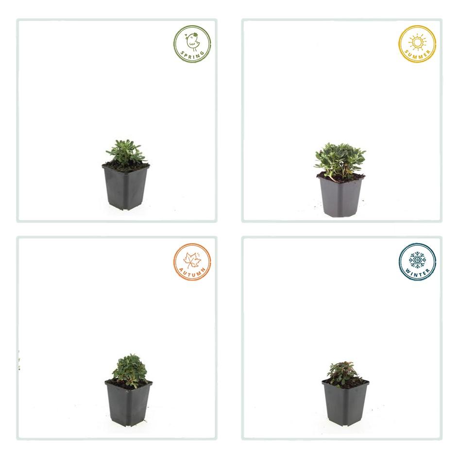 12er Set Potentilla tridentata Nuuk Winterharter Bodendecker