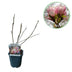 Magnolie Soulangiana: Hellrosa Blüten, pflegeleicht, Topf 17cm Bild 1