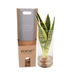 Sansevieria im Zylinderglas - Pflegeleichte Zimmerpflanze Ø12cm H30cm Bild 5