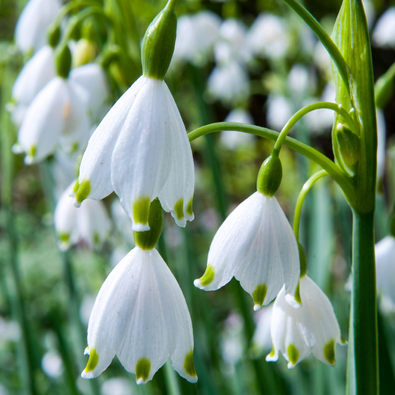 320x Leucojum Aestivum Sommer-Knotenblume Zwiebeln - Weiß